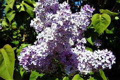 The pale purple lilac