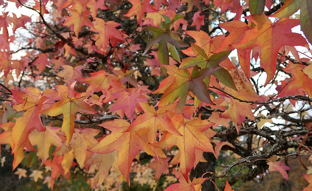 Sweetgum