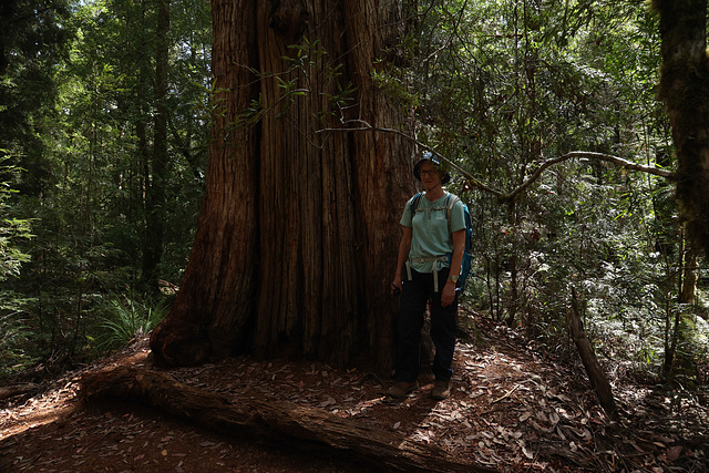 Veteran Gum Tree