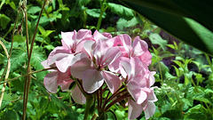 Pink geranium