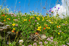 Lago di Monastero Flower diversity