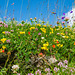 Lago di Monastero Flower diversity