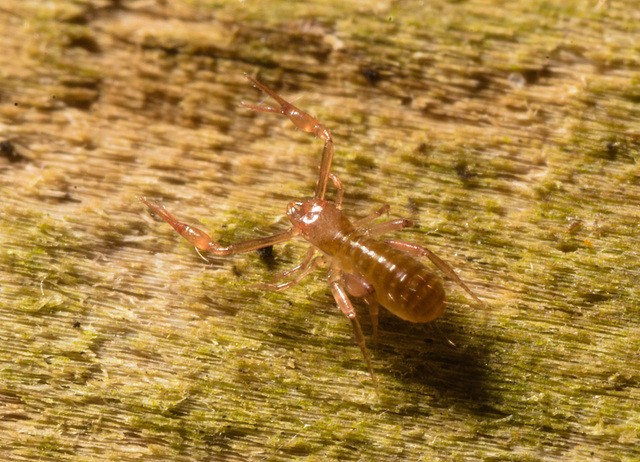 IMG 6761 Pseudoscorpion