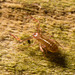 IMG 6761 Pseudoscorpion