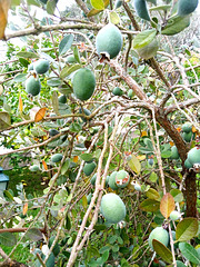 By late October I have to feel brave enough to cook guava paste