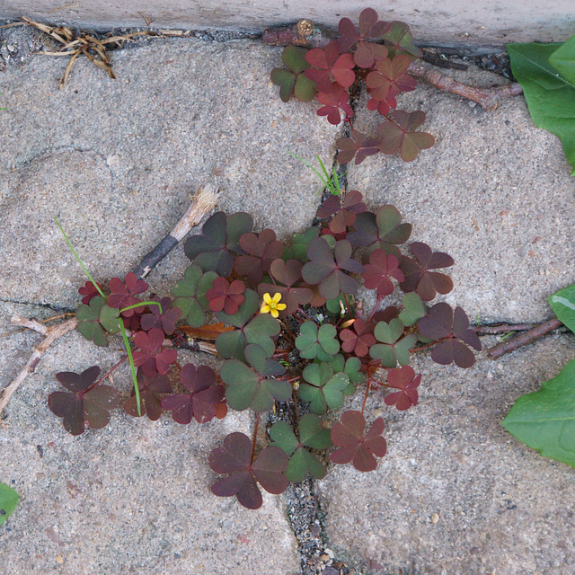 Pflasterritzenmauerblümchen