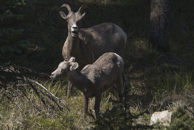 Bighorn Sheep Ewe