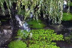 Les rameaux tombants du saule pleureur .