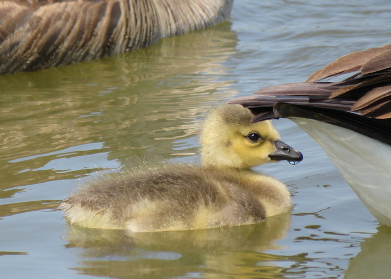 Canada Goose Gosling