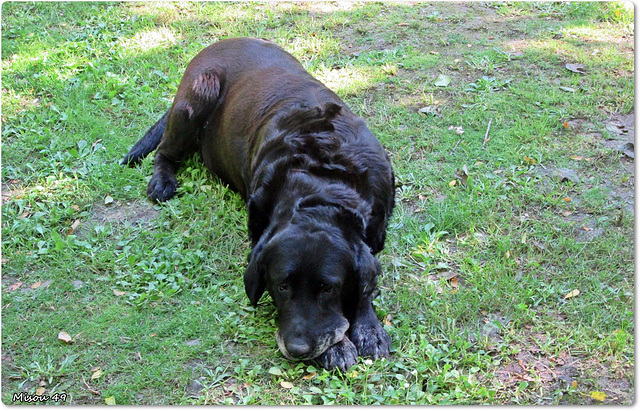 Un gentil labrador , pour notre amie Betty .