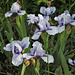 Iris Sapphire Jewels