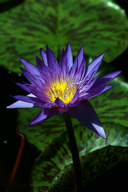 Nénuphar mauve