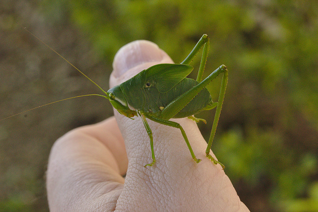 Cricket IMG_6055