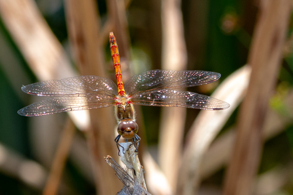 Ruddy Darter-DSA 8152