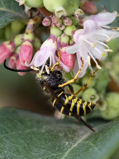 Dusty Wasp