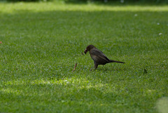 Amsel im Garten