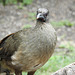 Day 6, Plain Chachalaca