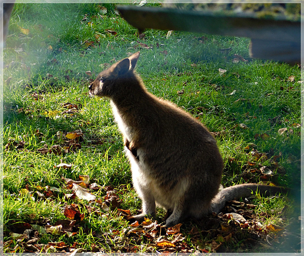 Wallaby au parc du château de Bauregard (35)