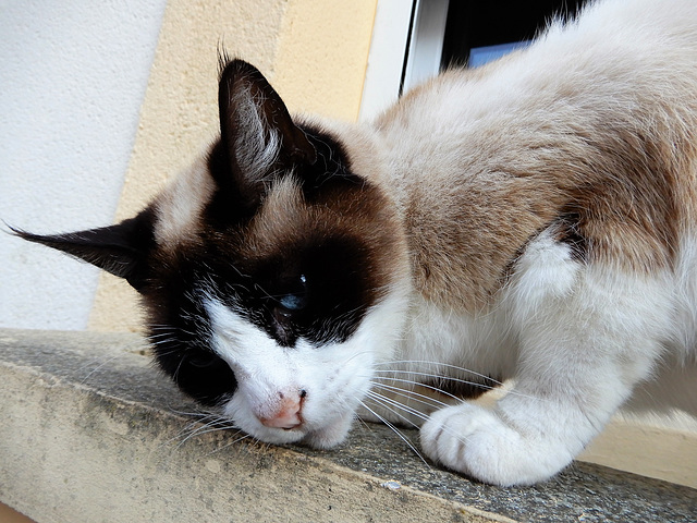 il est à tomber  avec ses yeux bleus