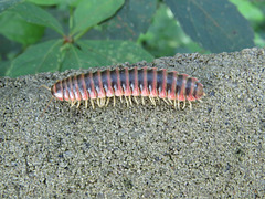 Millipede