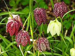 20210423 0072CPw [D~LIP] Schachbrettblume (Fritillaria meleagris), Bad Salzuflen