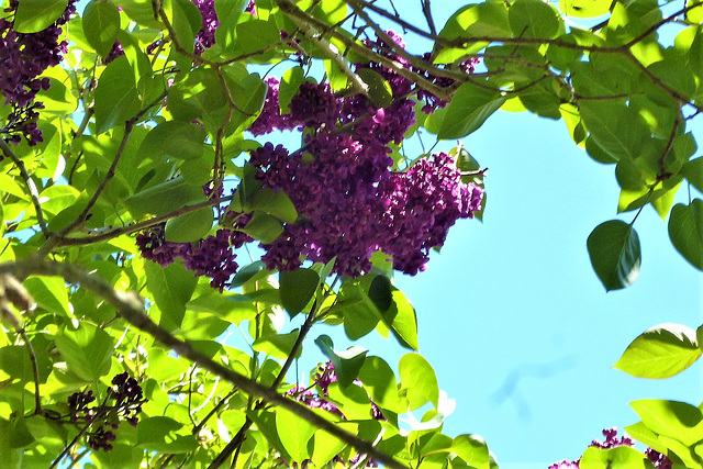 The dark purple lilac