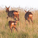 Roe deer family - late evening grazing