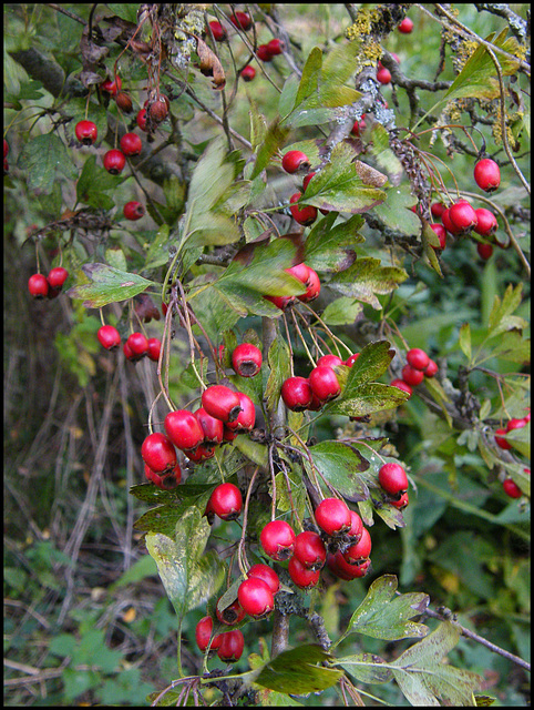 haws in the hedgerow
