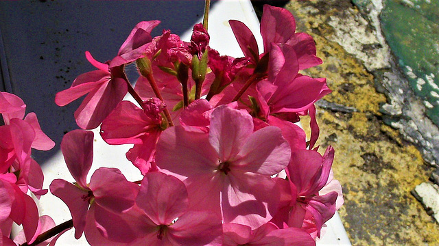 Dark pink geranium