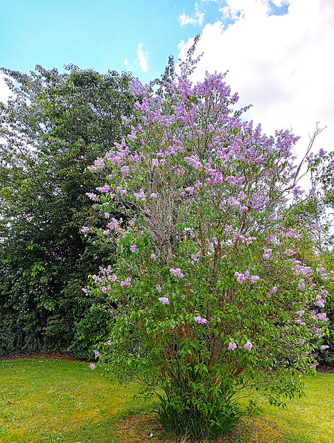 In Full Flowering.