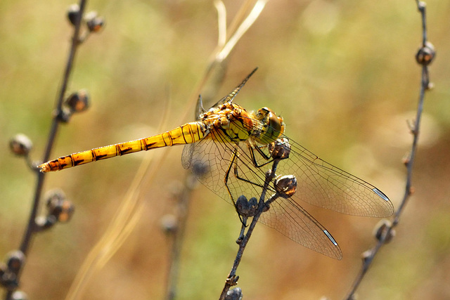 Common Darter (Sympetrum striolatum) (7)