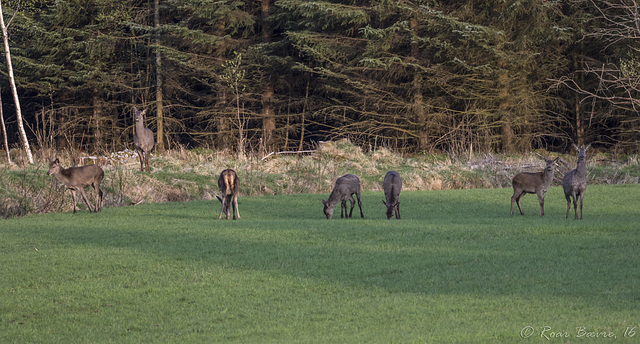 Red deers