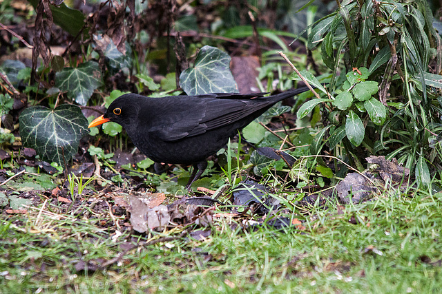 20150128 3466RTw [D~RI] Amsel (Turdus merula) [m] [Schwarzdrossel], Rinteln