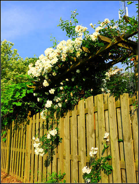 Rose fence