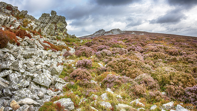 Rocks and heather