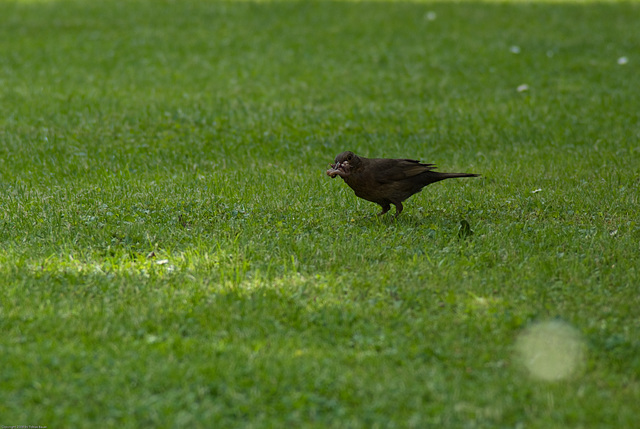 Amsel im Garten