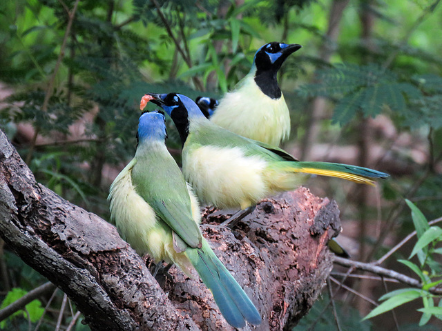 Day 6, Green Jays