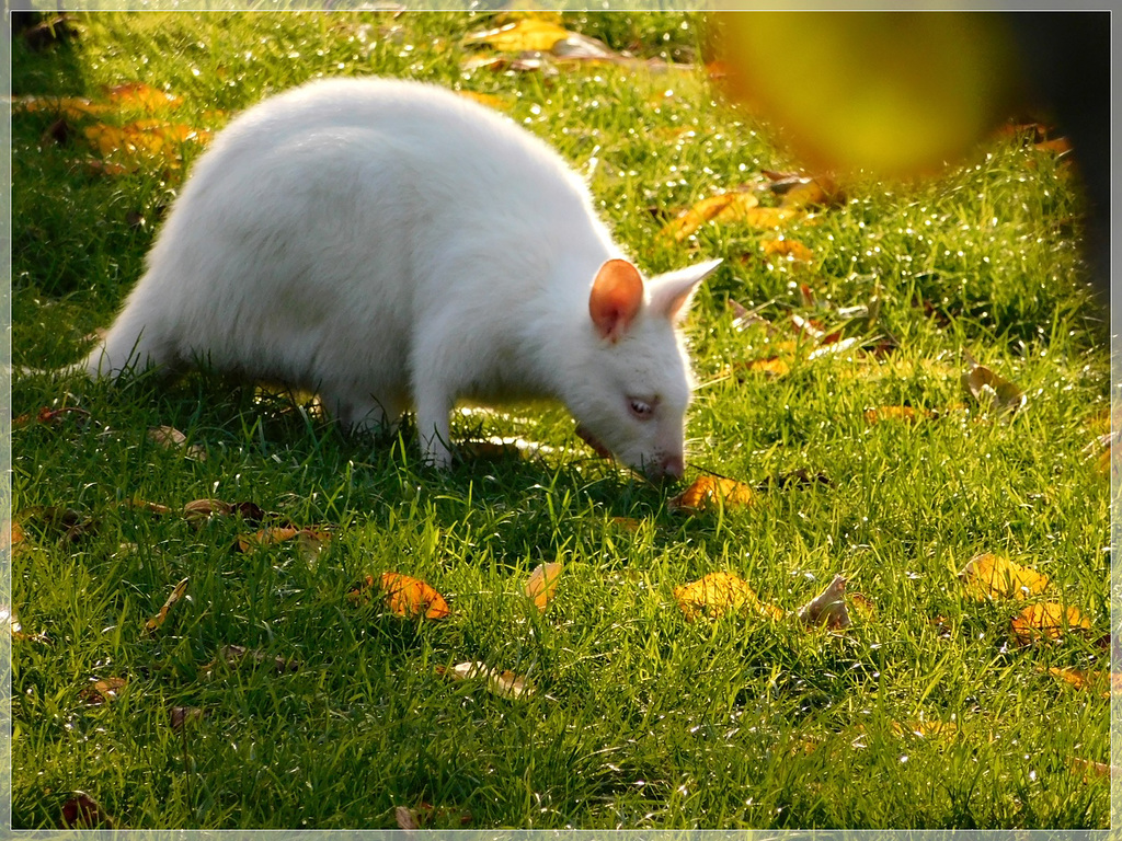 Wallaby blanc au château de Bauregard (35)