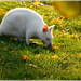 Wallaby blanc au château de Beauregard (35)