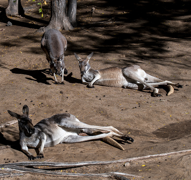 Albuquerque zoo set 2.4jpg