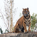 Tiger 2 (2)