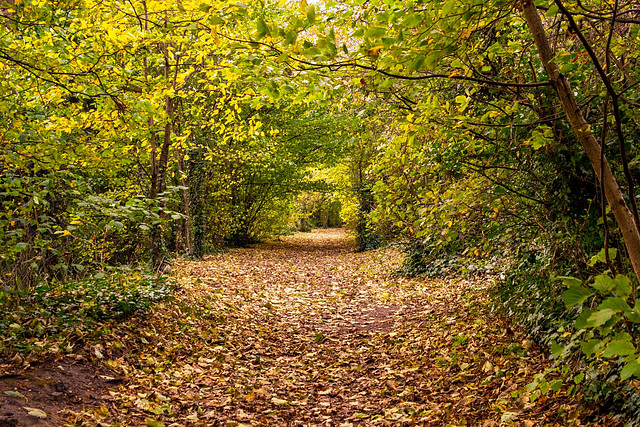 A walk in the woods