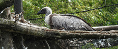 20190901 5598CPw [D~VR] Weißrückengeier, Vogelpark Marlow