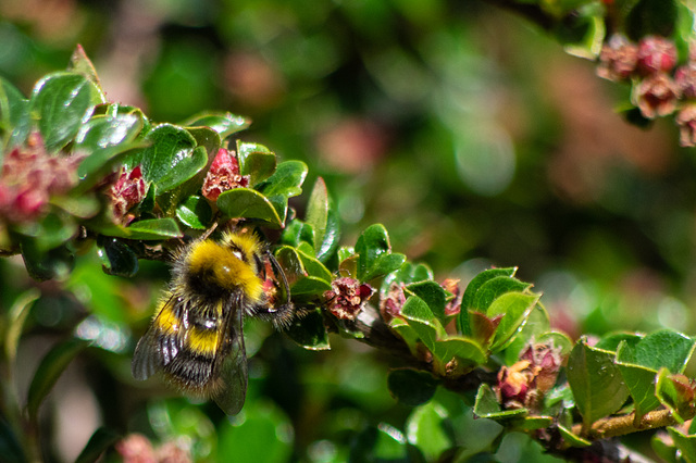 Red tailed bee