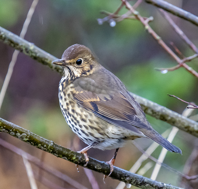 Song thrush