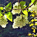 Standing under the white lilac
