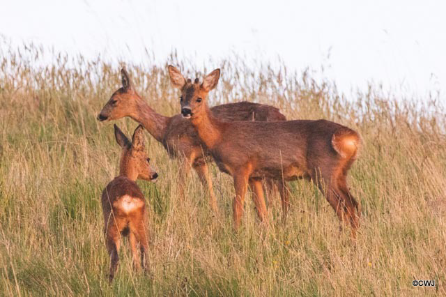 Roe deer family - late evening grazing