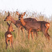 Roe deer family - late evening grazing