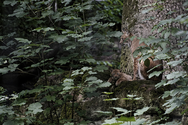 Tiergarten Nürnberg, 30.07.2023