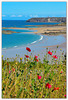 Anse du Croc, Plage de Pléherel et coquelicots
